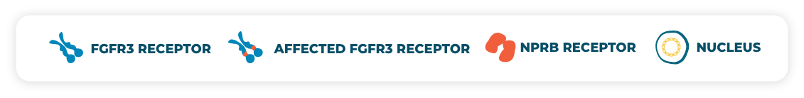 Image showing FGFR3-receptor